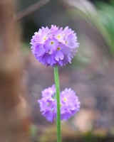 primula